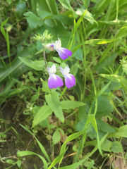 Collinsia multicolor