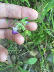 Collinsia multicolor