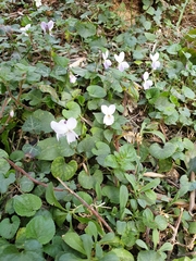 Viola alba
