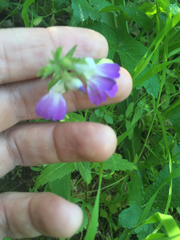 Collinsia multicolor