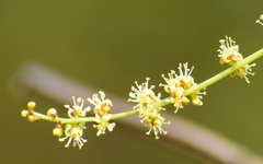 Ailanthus excelsa