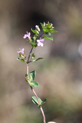 Thymus semiglaber