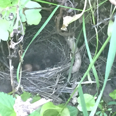 Junco hyemalis