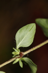 Thymus semiglaber