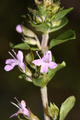 Thymus semiglaber