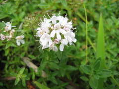 Thymus semiglaber