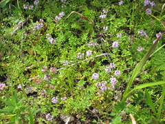 Thymus semiglaber