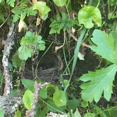 Junco hyemalis