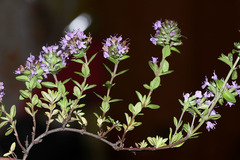 Thymus semiglaber