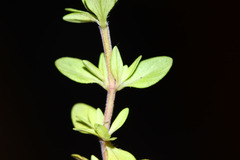 Thymus semiglaber