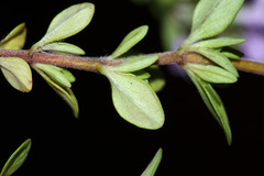 Thymus semiglaber