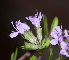 Thymus semiglaber