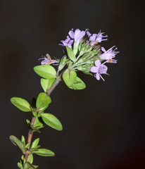 Thymus semiglaber