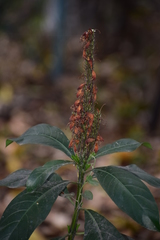 Phlogacanthus thyrsiformis