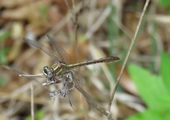 Phanogomphus minutus