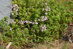 Thymus semiglaber