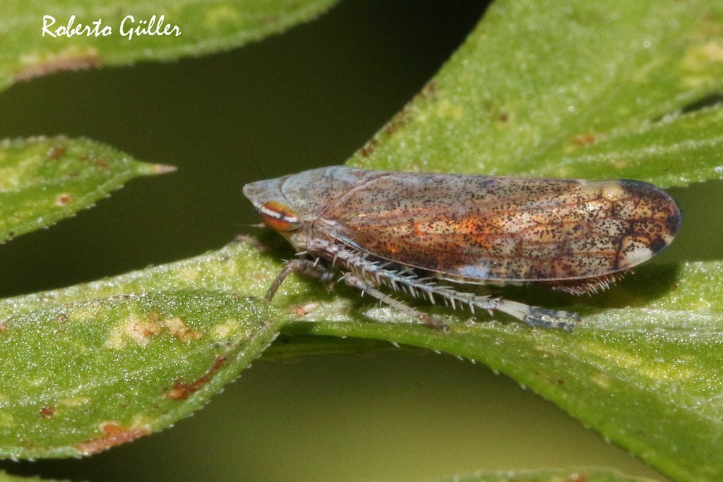 Fieberiella pulcherrima