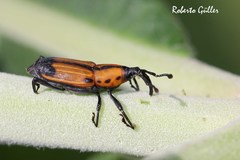 Rhodobaenus tornowii