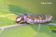 Oncometopia facialis