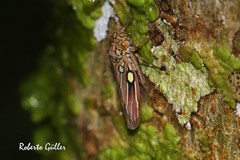 Macugonalia geographica