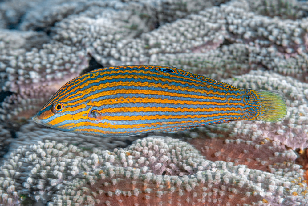 Chain-Line Wrasse