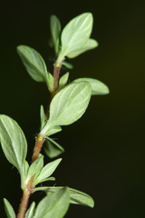 Thymus semiglaber