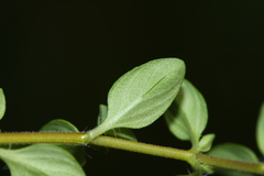 Thymus semiglaber