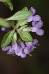 Thymus semiglaber