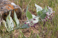 Asclepias californica