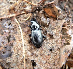 Pterostichus oblongopunctatus
