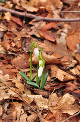 Galanthus plicatus