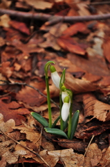 Galanthus plicatus