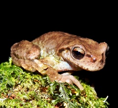 Guatemala Spikethumb Frog photo 2