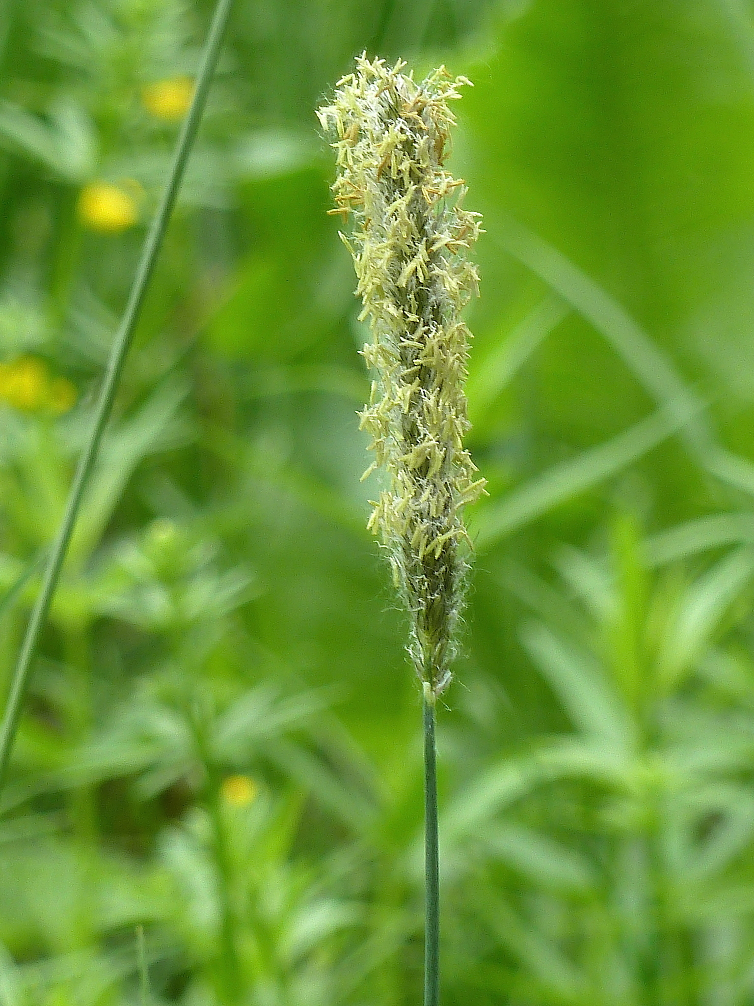 Foxtail grasses (Genus Alopecurus) · iNaturalist