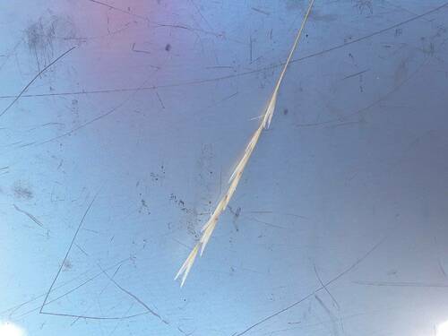 Rytidosperma penicillatum observed 2023-07-28