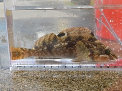 Fat Greenling photo 3