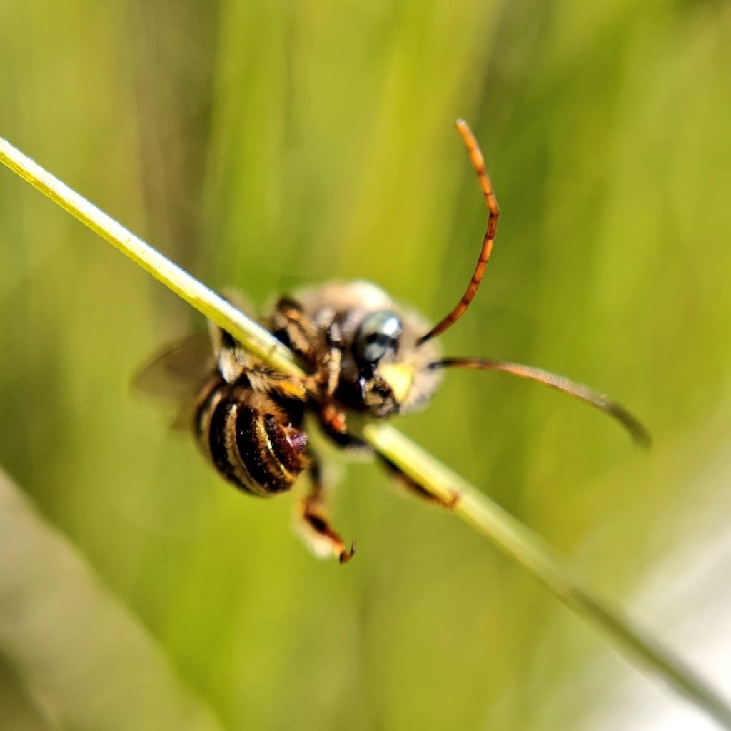 Tepanec Long-horned Bee from Base Rubi - Cobre, 72573 Puebla, Pue ...