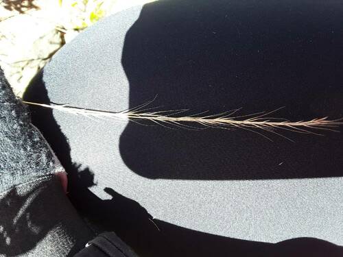 Festuca bromoides observed 2023-07-28