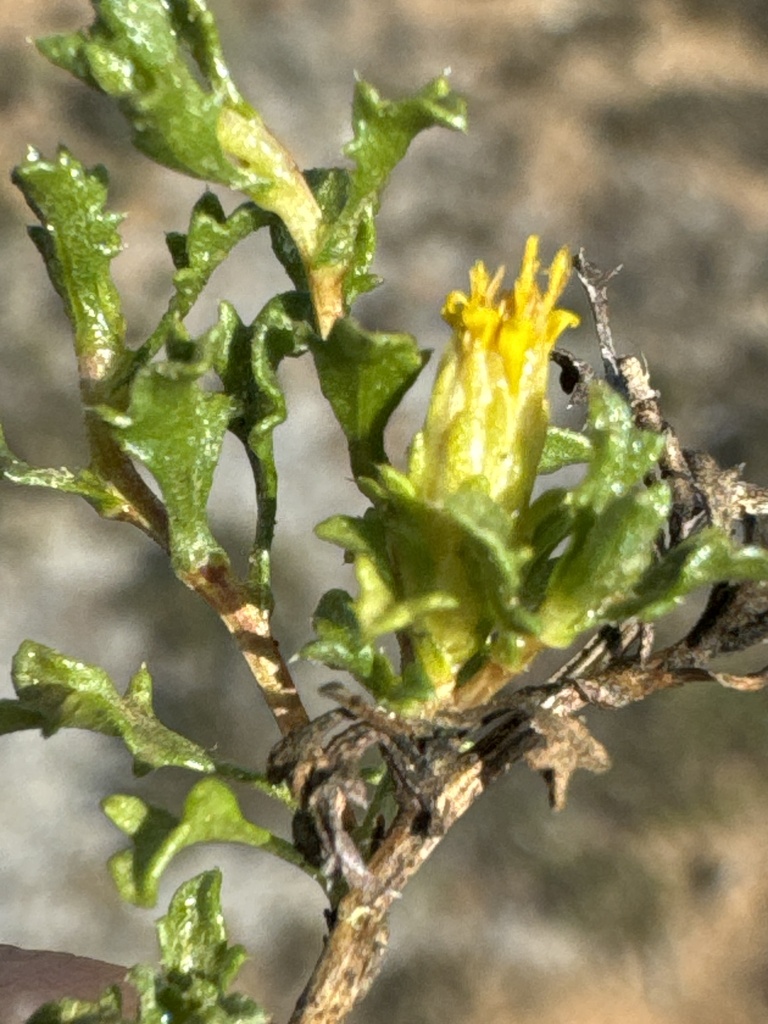 San Quintín goldenbush