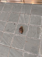 Scolopax minor