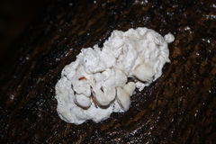 Oligoporus