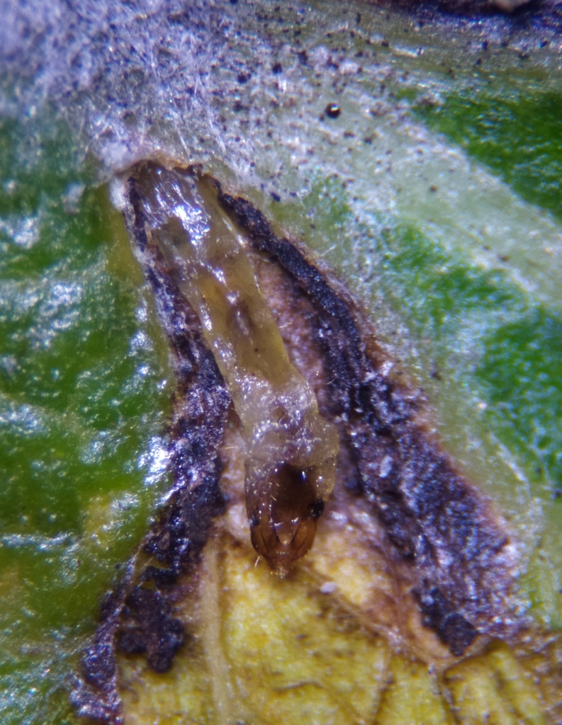 Ectoedemia klimeschi