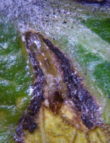 Ectoedemia klimeschi