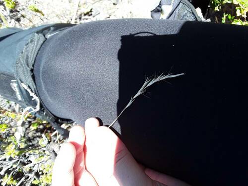 Rytidosperma penicillatum observed 2023-08-03