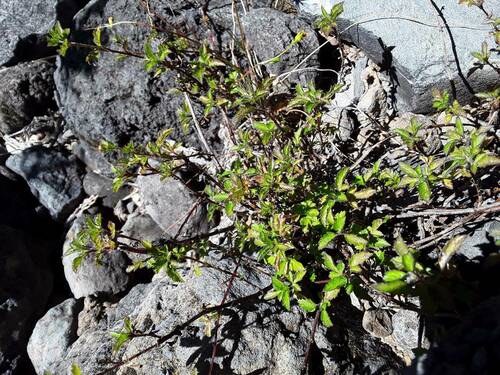 Bidens pilosa observed 2023-08-03