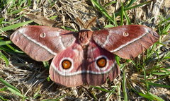 Gonimbrasia belina