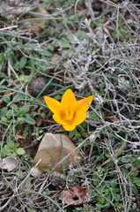 Crocus angustifolius