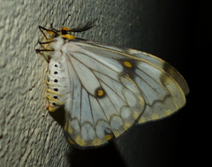Pseudaphelia apollinaris