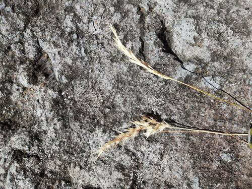 Rytidosperma penicillatum observed 2023-08-03