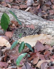Crotalus durissus